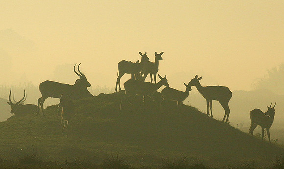 Duba Plains