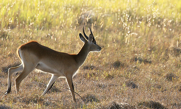 Moremi game reserve