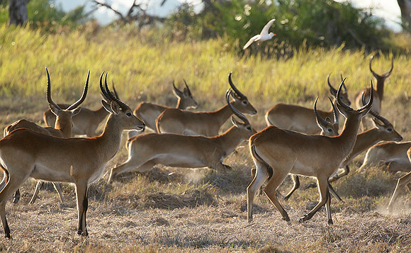 Moremi game reserve