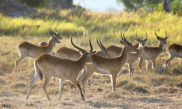 Moremi game reserve