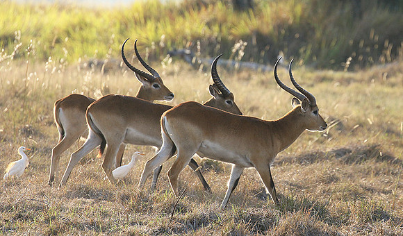 Moremi game reserve