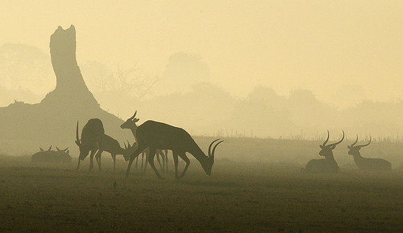 Duba Plains