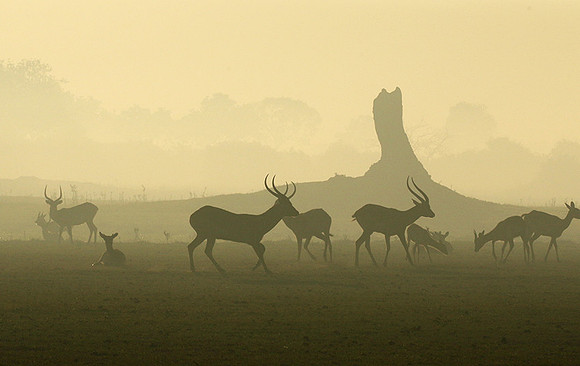 Duba Plains