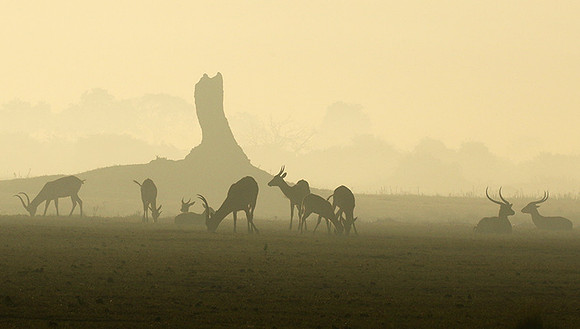 Duba Plains
