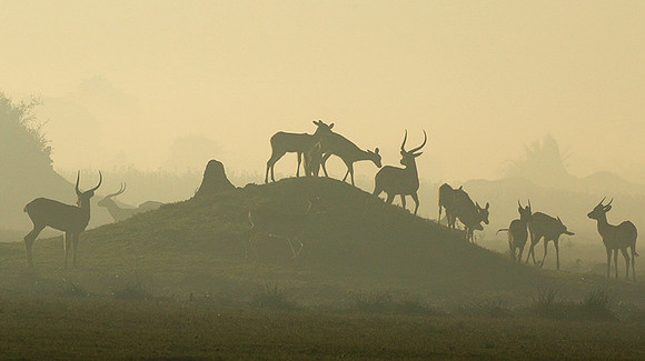 Duba Plains
