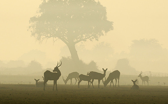 Duba Plains