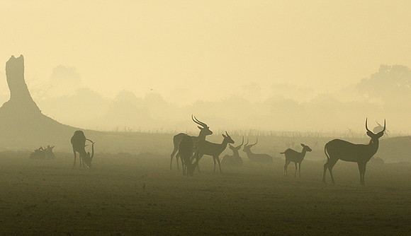 Duba Plains