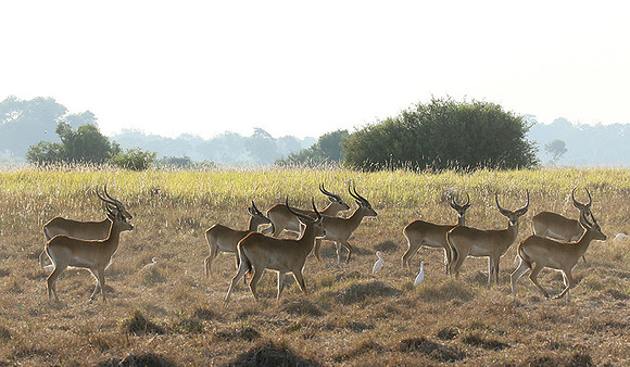 Moremi game reserve
