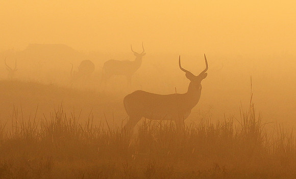 Duba Plains
