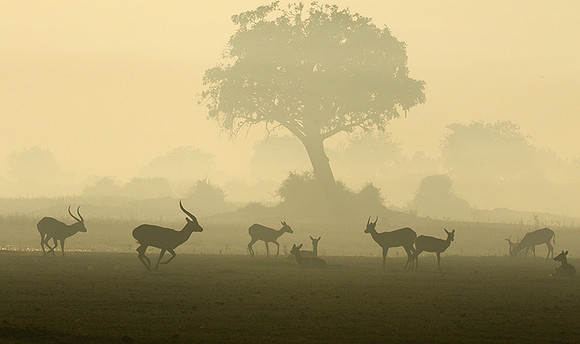 Duba Plains