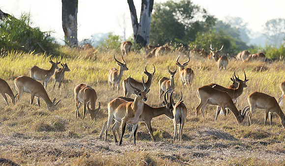Moremi game reserve