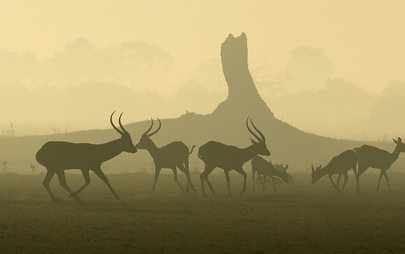 Duba Plains