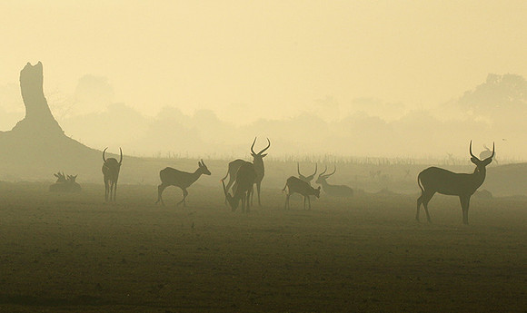 Duba Plains