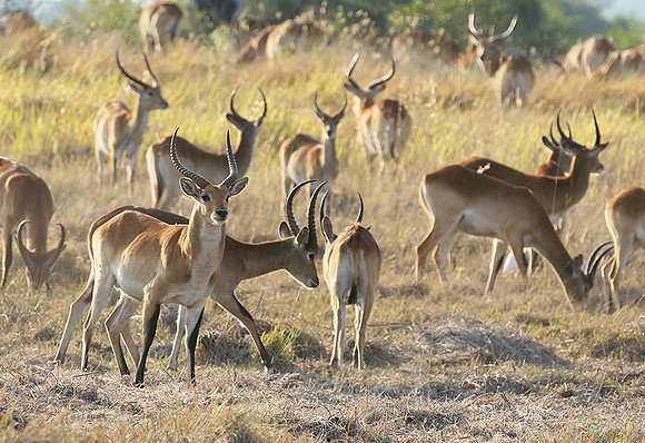 Moremi game reserve