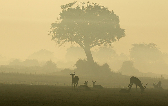 Duba Plains