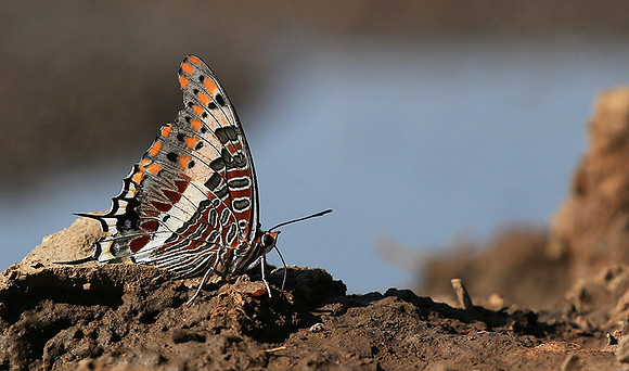 At the waterhole - Mashatu game reserve