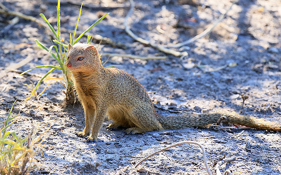 Slender mongoose - Central Kalahari