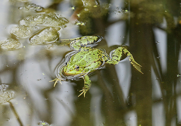Parc animalier de ste Croix - France