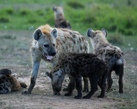Hyenas