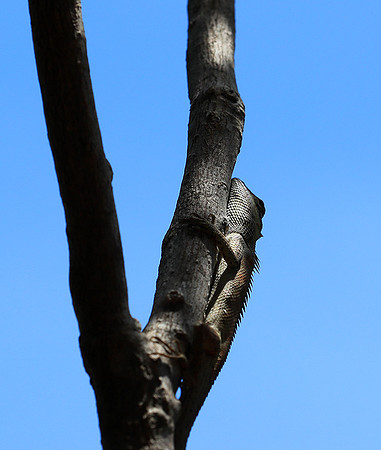 Lizard - Ninh Van bay