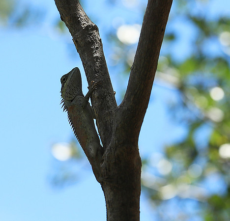 Lizard - Ninh Van bay