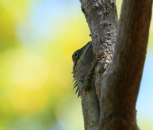 Lizard - Ninh Van bay