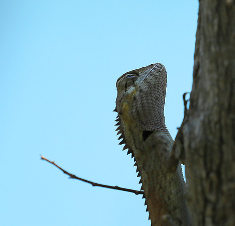 Lizard - Ninh Van bay