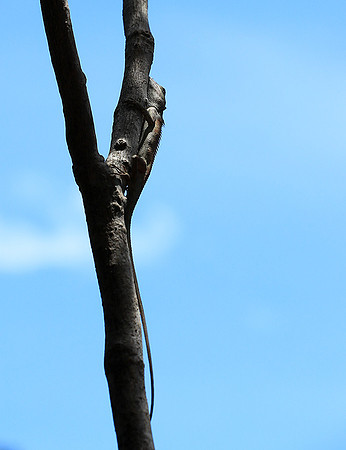 Lizard - Ninh Van bay