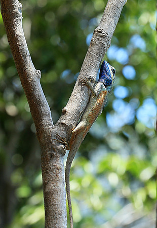 Lizard - Ninh Van bay