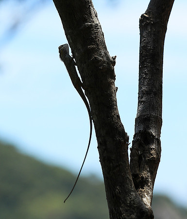 Lizard - Ninh Van bay