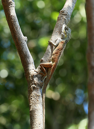 Lizard - Ninh Van bay