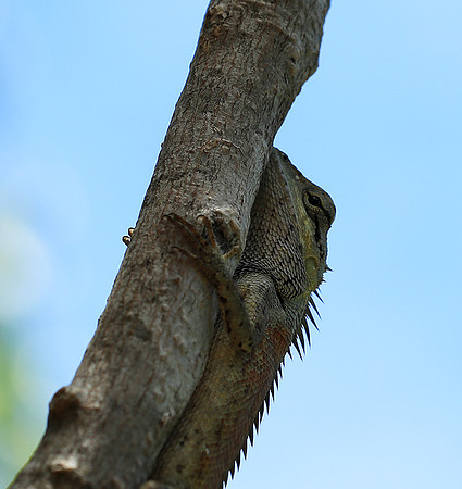 Lizard - Ninh Van bay