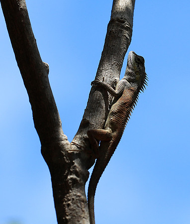 Lizard - Ninh Van bay