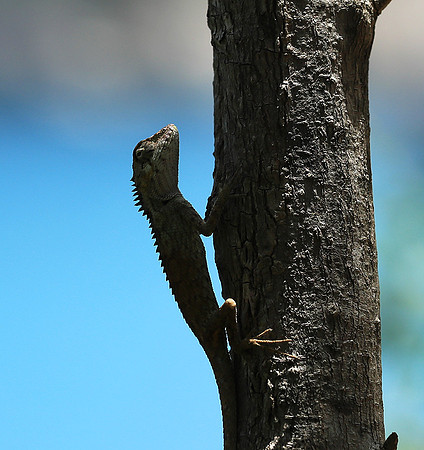 Lizard - Ninh Van bay