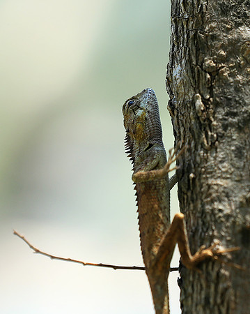 Lizard - Ninh Van bay