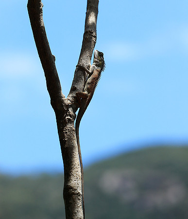 Lizard - Ninh Van bay