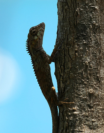 Lizard - Ninh Van bay