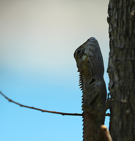 Lizard - Ninh Van bay