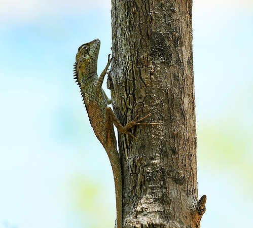 Lizard - Ninh Van bay