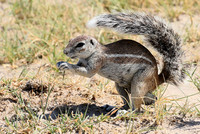 Ground squirrel - Makgadikgadi