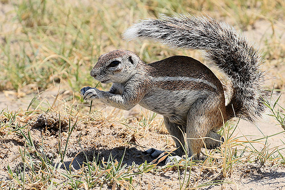 Ground squirrel - Makgadikgadi