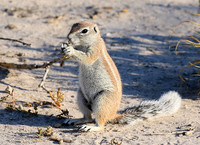 Ground squirrel - Central Kalahari