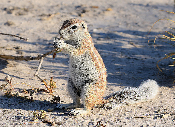 Ground squirrel - Central Kalahari