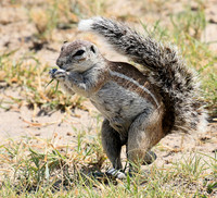 Ground squirrel - Makgadikgadi