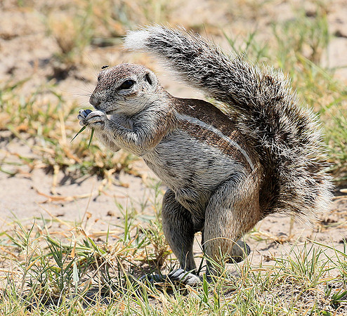 Ground squirrel - Makgadikgadi
