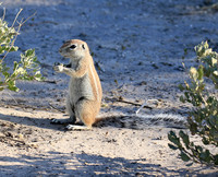 Ground squirrel - Central Kalahari