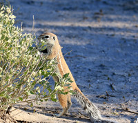Ground squirrel - Central Kalahari