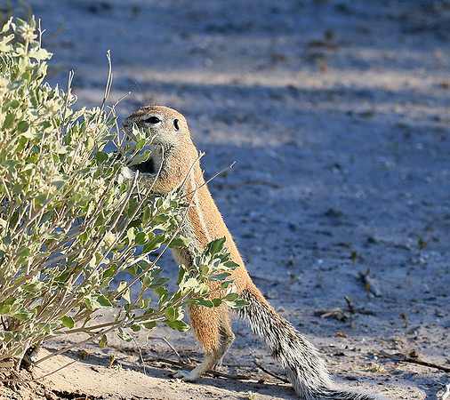 Ground squirrel - Central Kalahari