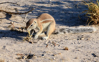 Ground squirrel - Central Kalahari