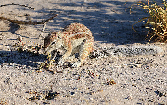 Ground squirrel - Central Kalahari